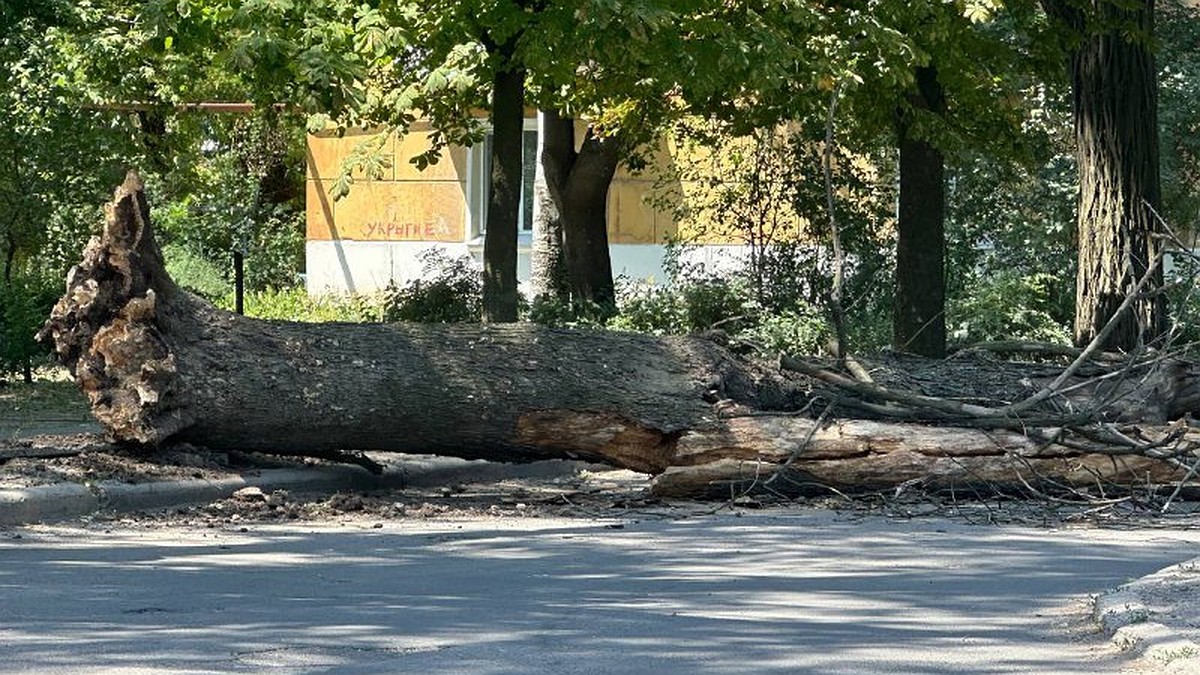 В Пролетарском районе Донецка дерево упало на проезжую часть - KP.RU