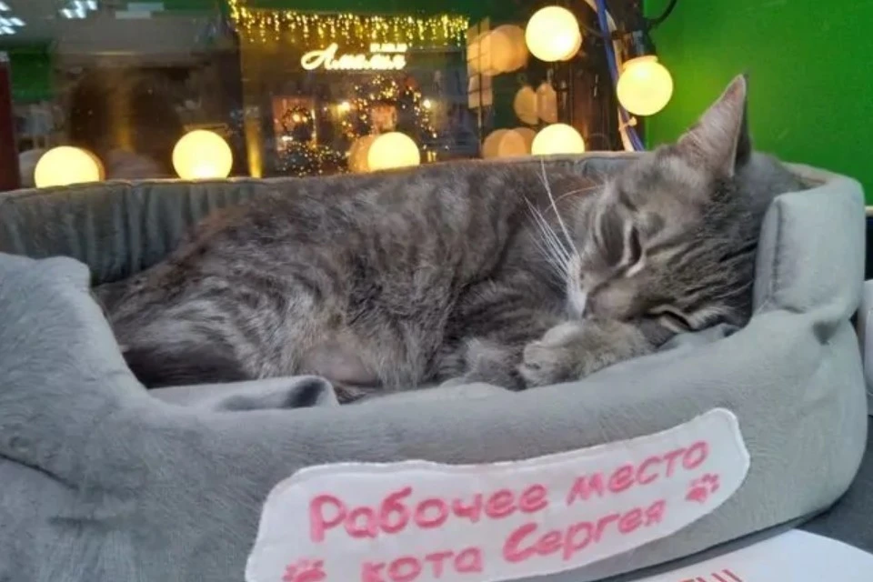 Кот из Зеленоградска, уволенный из-за доноса в Роспотребнадзор, вышел на пенсию Фото: соцсети, группа ВК "Зеленоградск подслушано"