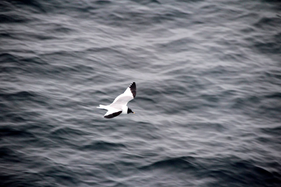Вилохвостая чайка. Фото: Евдокия Дурнова
