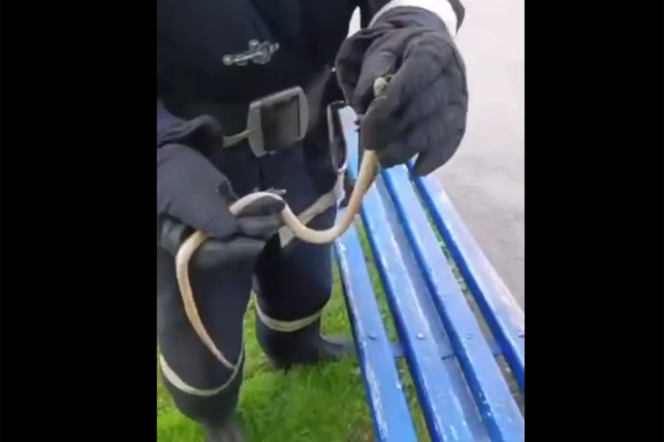 Змея в Заринске. Скриншот видео МЧС России