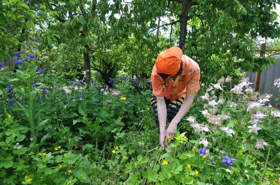 12 очагов ядовитой повилики обнаружили в двух округах Нижегородской области. ФОТО: Игорь Чебаненко.