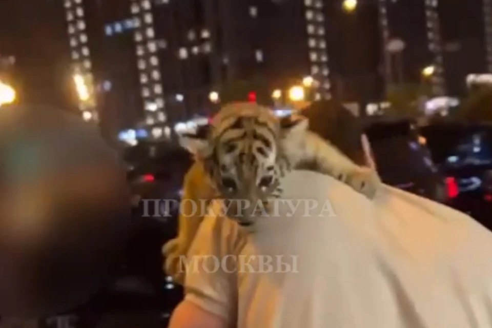 У жителя Москвы изъяли тигренка