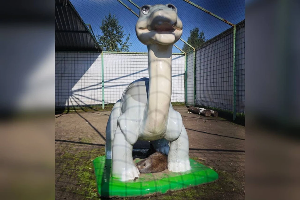 Кенгуренок