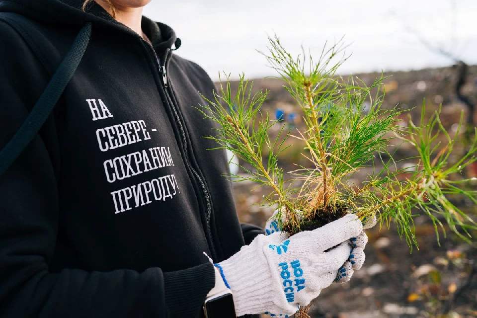 Цель акции - компенсировать последствия лесных пожаров. Фото: gov-murman.ru/