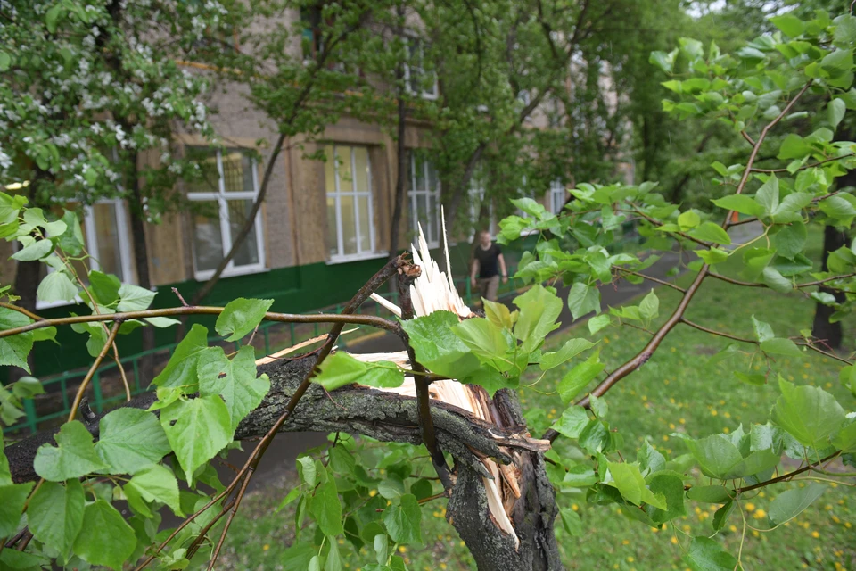 Во время стихии нельзя стоять рядом с деревьями и раскачивающимися вывесками