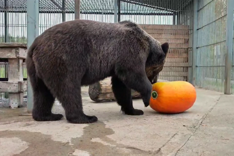 Глаша и тыква