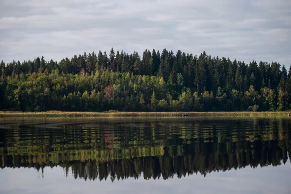 Моторная лодка переехала женщину на реке Оредеж в Ленобласти.