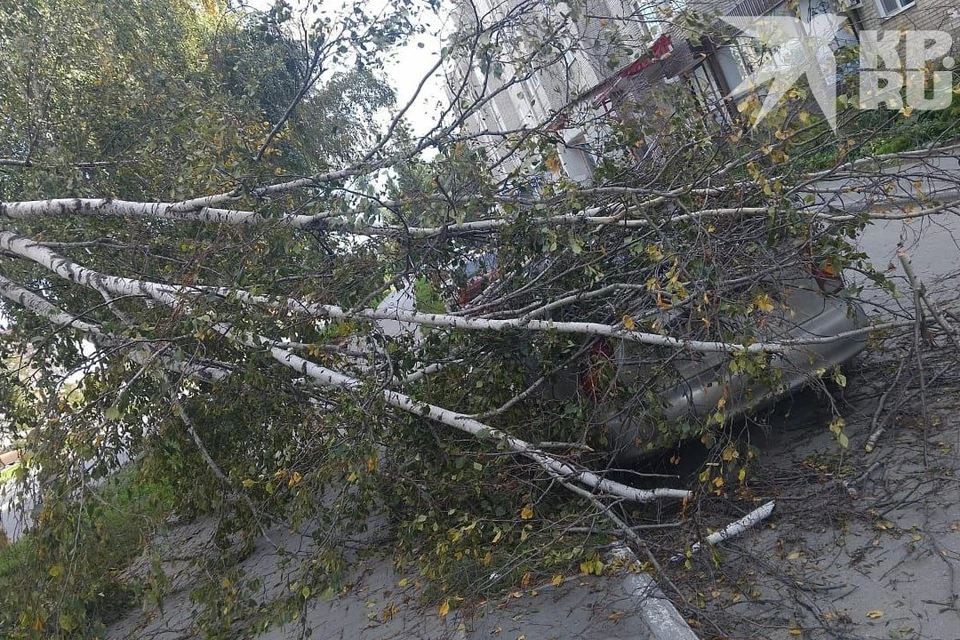 Упавшее дерево повредило машину под Новосибирском. Фото: предоставлено Аленой