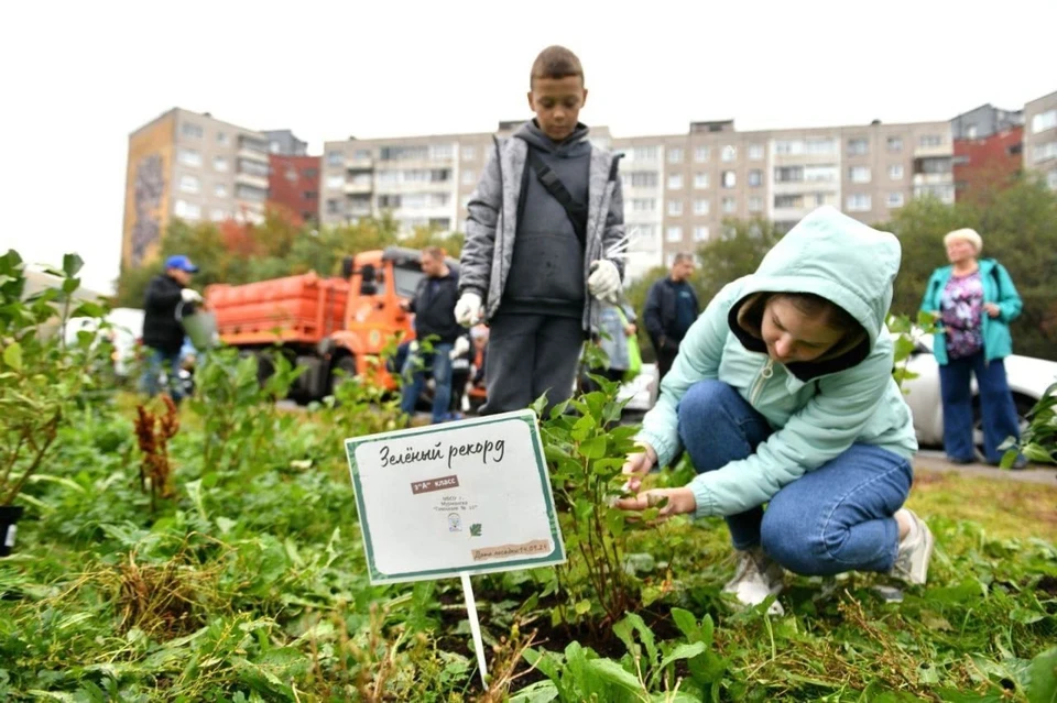 Вдоль самого длинного дома в России высадили 200 кустов сирени. Фото: Администрация города Мурманска