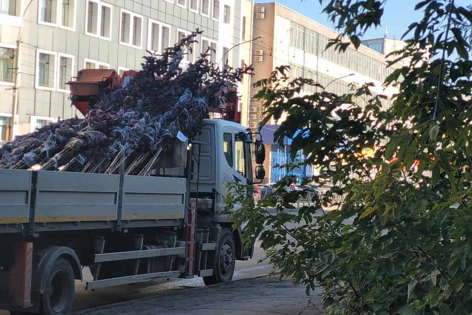 Трехметровые московские ели посадят на проспекте Дзержинского в Новосибирске. Фото: Мэрия Новосибирска