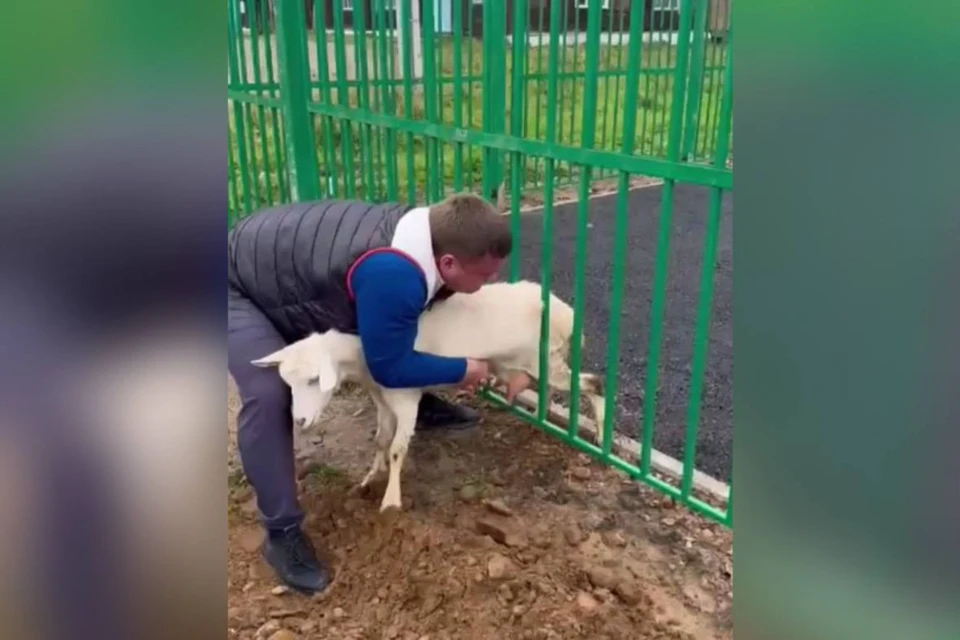 Мэр Чунского района спас застрявшую в заборе козу. Фото: тг-канал мэра Чунского района Николая Хрычева.