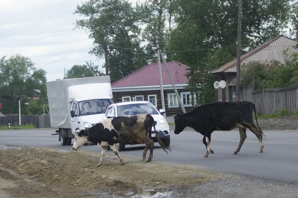 Коровы на сельских дорогах - частое явление.