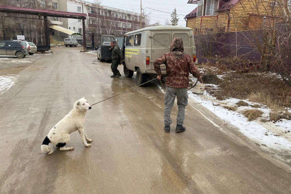 Пока одни возвращаются к обсуждению закона об обращении с бездомными животными, другие его исполняют. Фото: управа Строительного округа