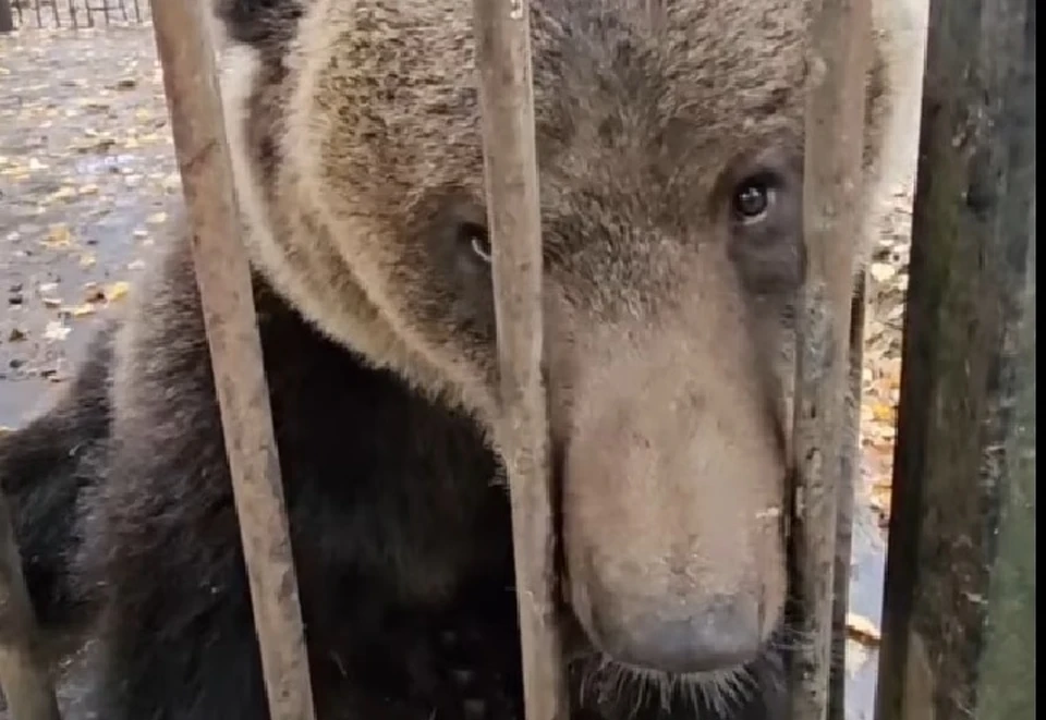 Мишка живет в охотхозяйстве. Фото: скрин с видео зооцентра ДИНО.