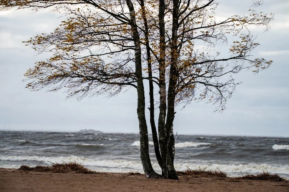 Повышение уровня воды в Петербурге не приведет к наводнению.