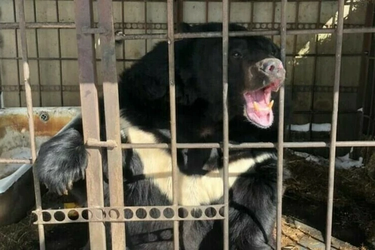 Снял с девочки скальп, жил в тесноте: скончался печально известный медведь Семен из Благовещенска