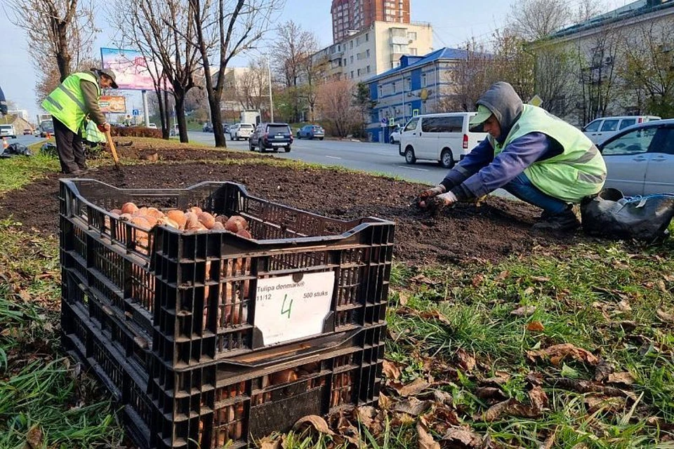 Сейчас подходящее время для высадки луковичных растений.