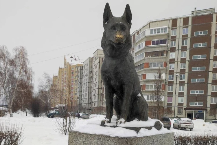 Восемь лет пес ждал на обочине хозяев, которые погибли в ДТП. Истории самарских Хатико, печальные и счастливые