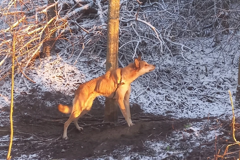 Пес несколько дней был привязан к дереву в лесу в Ленобласти. Фото: vk.com/animal_rights_spb