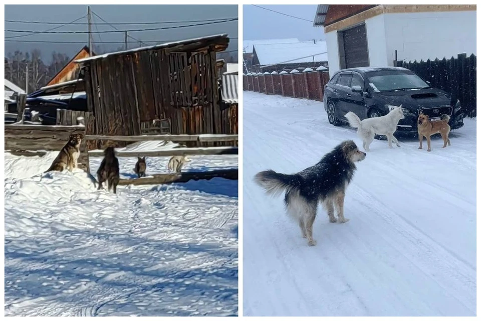 Бродячие собаки живут возле мусорных площадок и пугают прохожих.