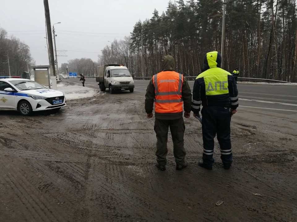 С начала года в Тульской области произошло 308 ДТП с участием диких животных