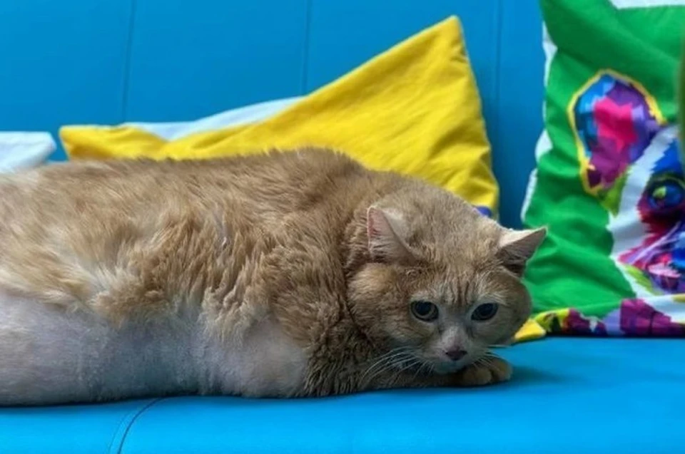 Клиника установила причину смерти толстого кота Крошика из Перми. Фото: приют "Матроскин"