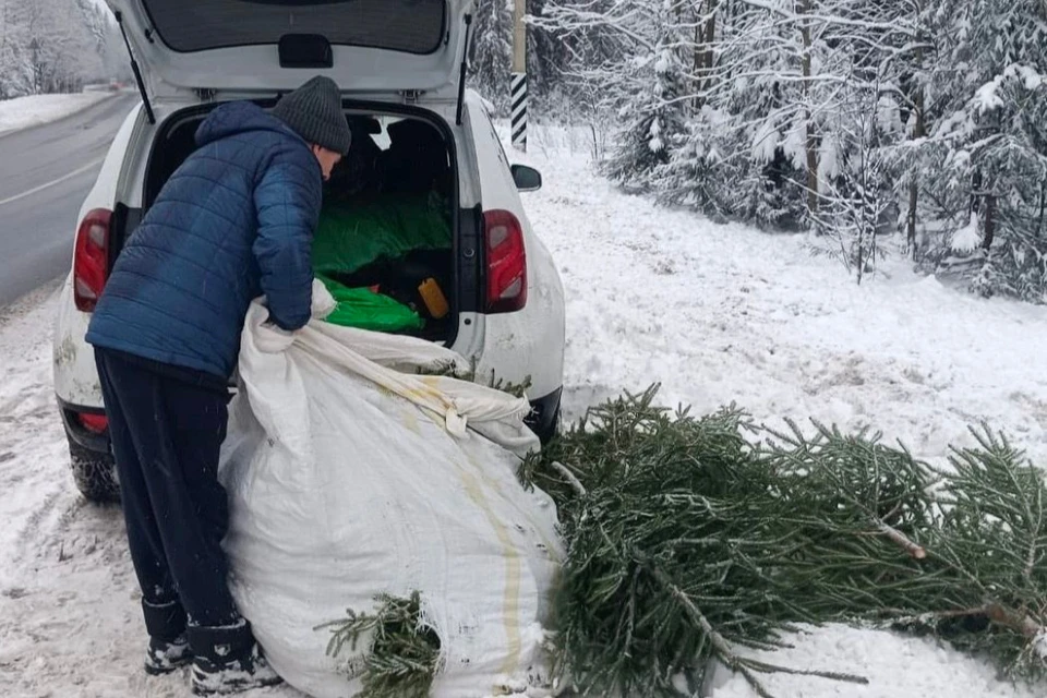 Мужчина хотел заработать на продаже елок. Фото: t.me/rosgvard78