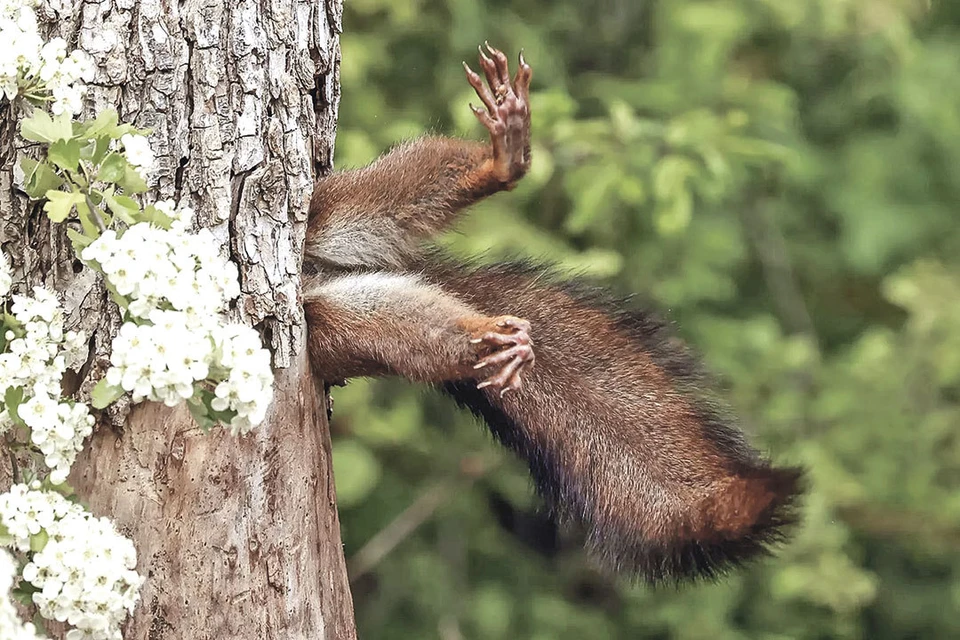 Ну что, застрял? Милко Маркетти (Италия). Гран-при Comedy Wildlife за белку, которая слишком много ест (или у кого-то слишком узкие двери). Фото: Milko MARCHETTI/© Comedy Wildlife Photography Awards 2024