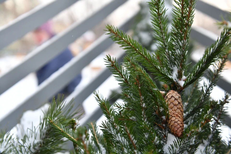 Точки сбора будут работать до 22 января. Фото: Архив "КП"