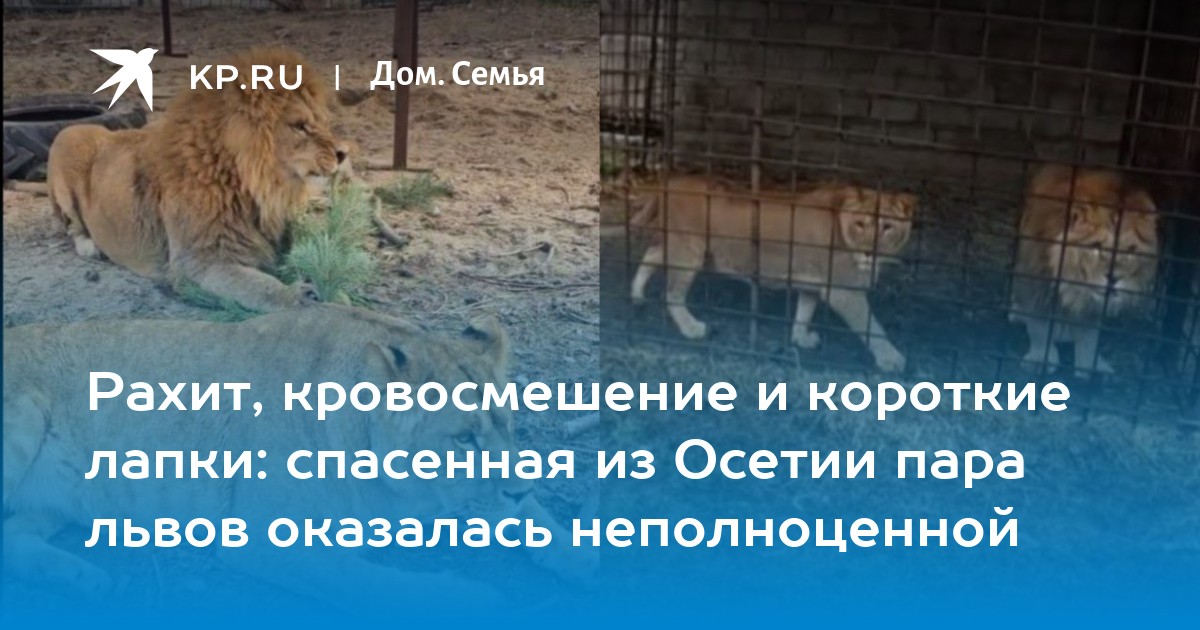 Рахит, кровосмешение и короткие лапки: спасенная из Осетии пара львов оказалась неполноценной