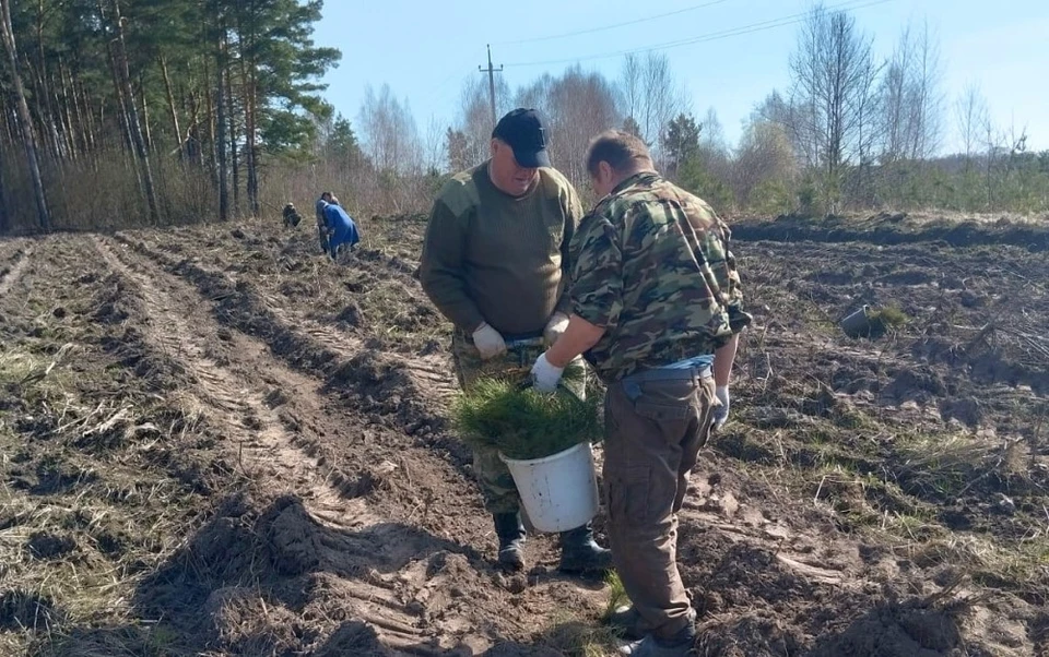 Фото: Управление лесами Орловской области