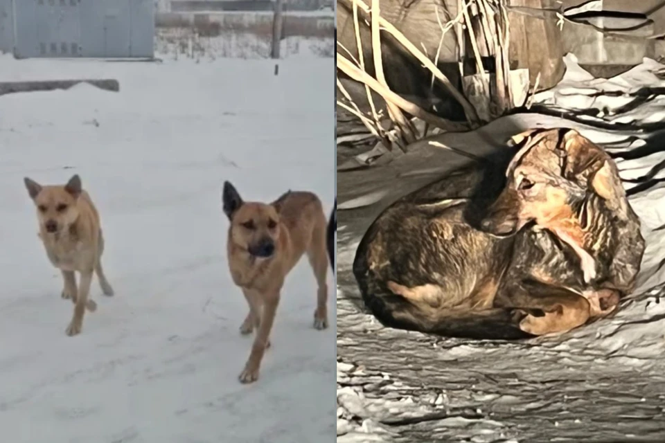 Стаи бродячих собак в округе уже нападали на людей. Фото: СУ СКР по Новосибирской области // Предоставлено местными жителями