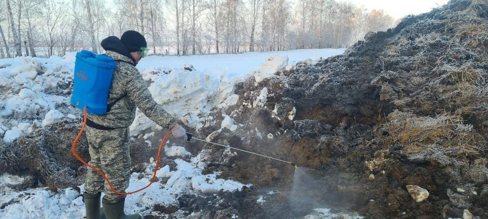 В Чердаклинском районе ветеринары взяли пробы после обнаружения трупа свиньи. ФОТО: Агентство ветеринарии УО