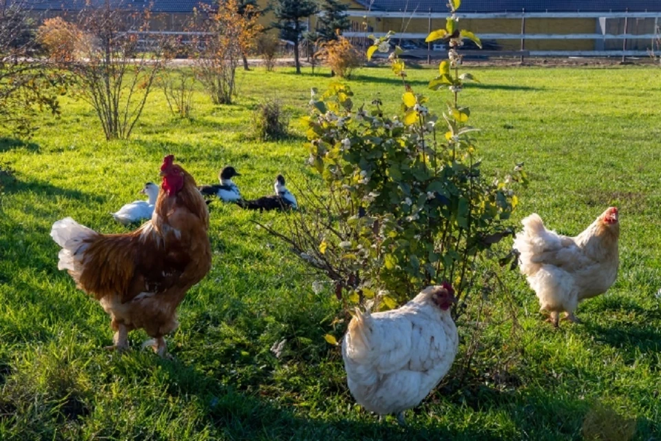 Новосибирская область стала лидером по производству продуктов из мяса птицы в СФО.