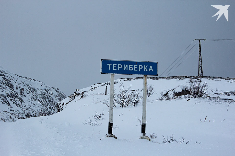 В конце января у глэмпинга «Аврора Вилладж», который находится по пути в Териберку, заметили двух медведей.