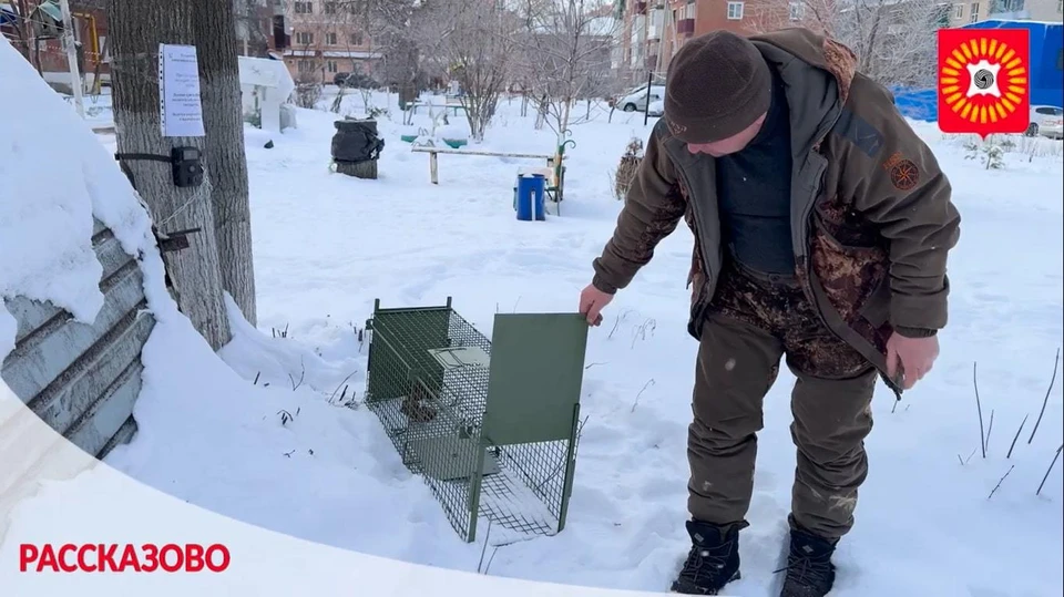 Попавшуюся в клетку лису выпустят на волю за городом
