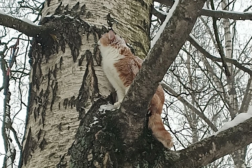 Волонтеры спасли кота, брошенного хозяйкой в парке в Петербурге. Фото: «Кошкиспас»
