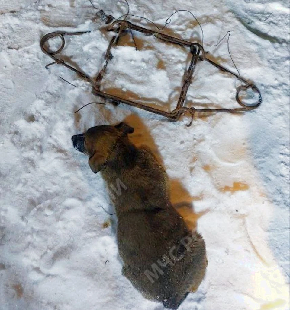 Пожарные оперативно освободили щенка и вернули его встревоженной собаке.