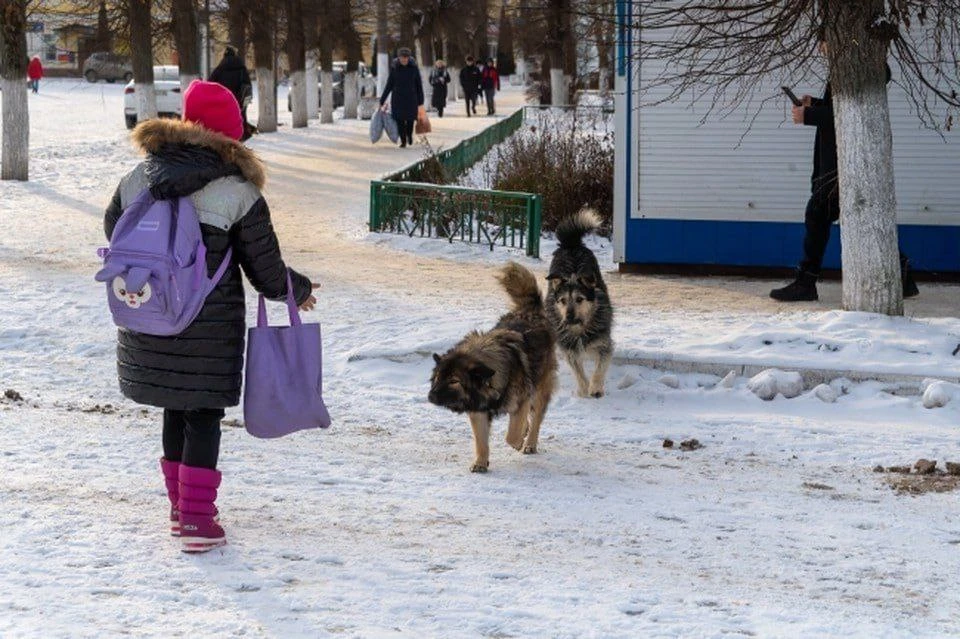 Псов нельзя гладить и прикармливать