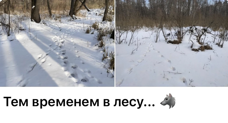 фото из телеграмм Александра Мишина zapoved_story