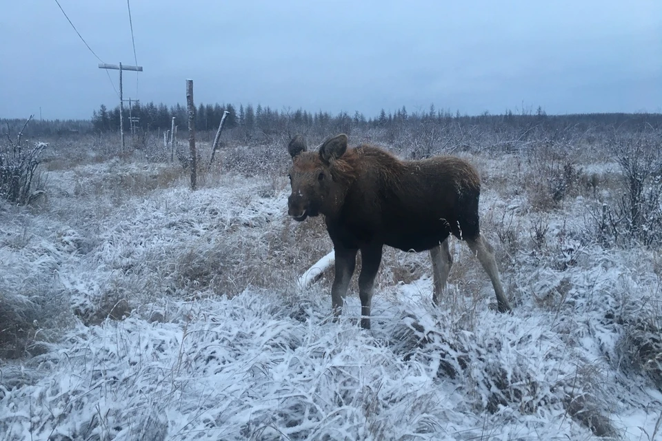 Два случая незаконной охоты на лося выявили в Рязанской области.