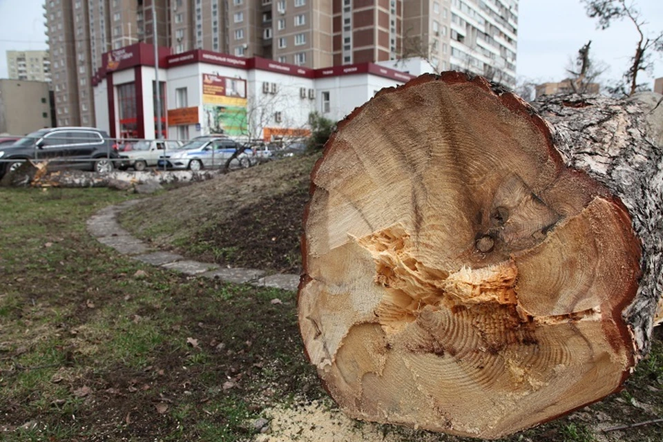 Старые тополя спиливают на улице Аксенова в Хабаровске