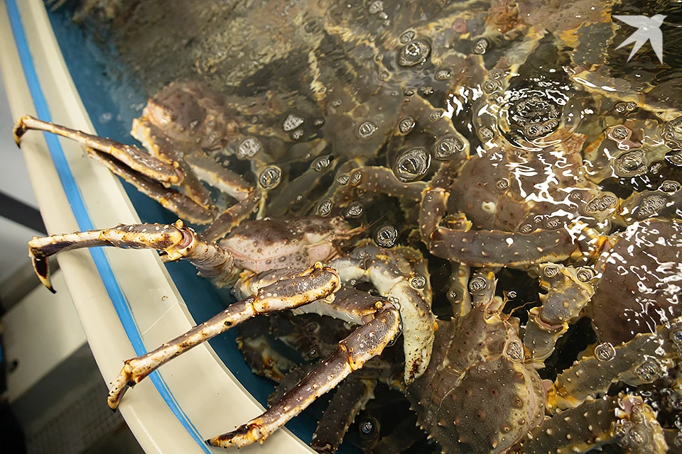 Варено-мороженую и сыромороженую морепродукцию досмотрели специалисты Россельхознадзора.