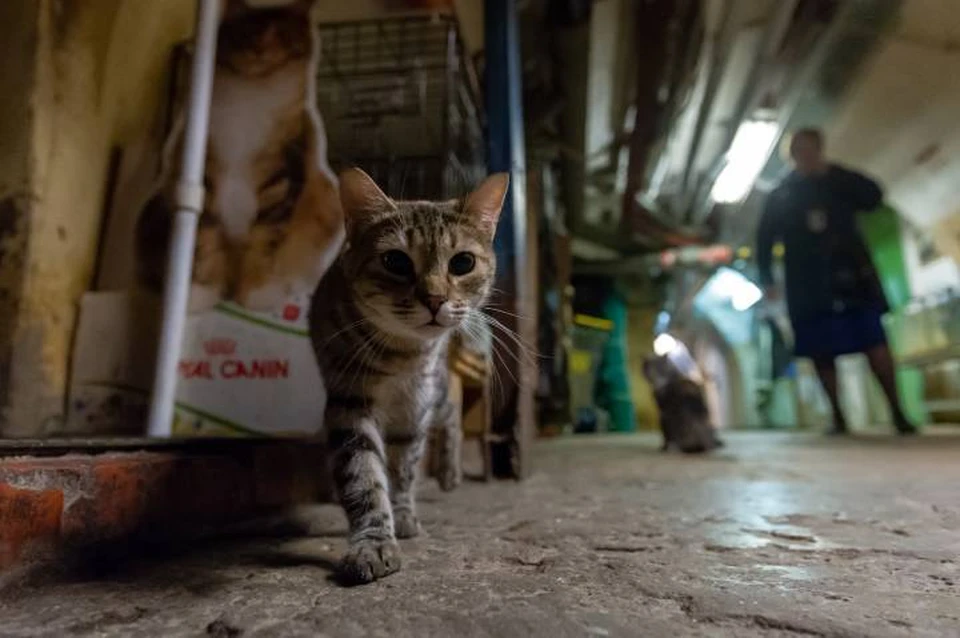 Бездомному коту была нужна помощь, но начальник не позволил людям выручить животное.