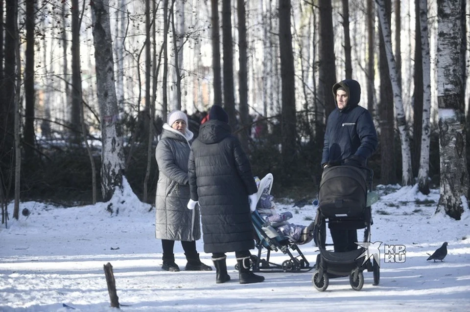 Общественники смогут участвовать в благоустройстве Зеленой рощи