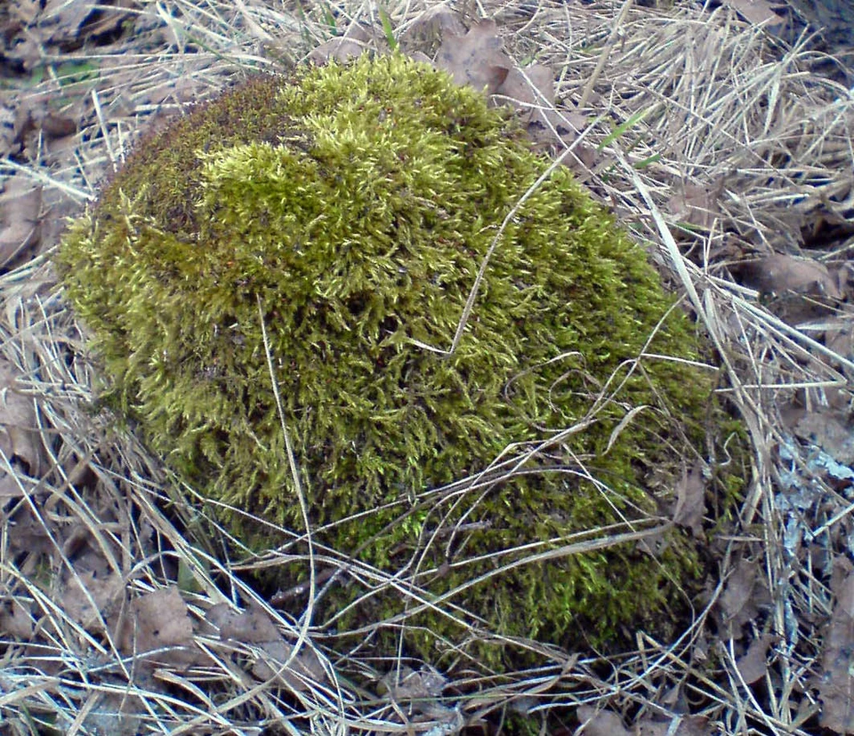 Четыре новых вида мха найдены в Тульской области