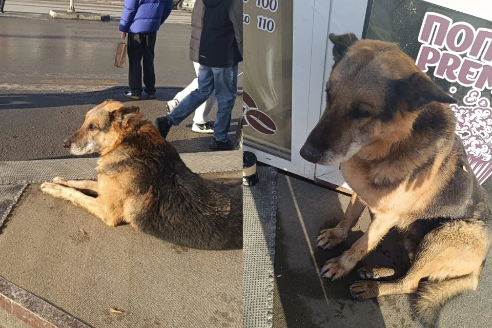 Девушка увидела пса в окно и пожалела. Фото: Предоставлены Екатериной