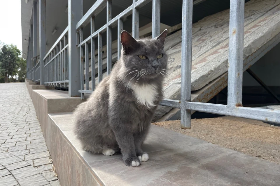 Кошка Дымка из Херсонеса. Фото: пресс-служба Херсонеса
