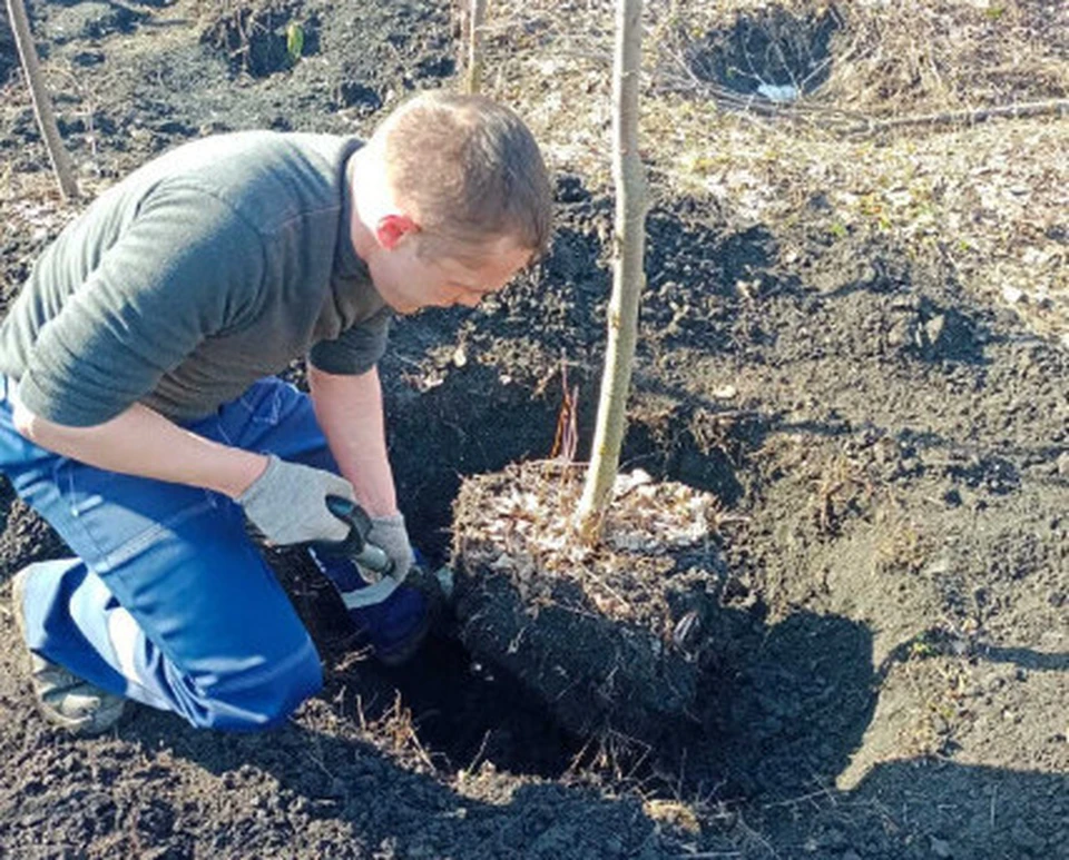 Ульяновск украсят 5000 зелёных насаждений. ФОТО: тг-канал администрации Ульяновска
