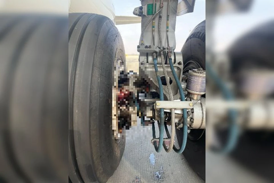 Остатки птицы были обнаружены в шасси самолета Фото: Уральские авиалинии